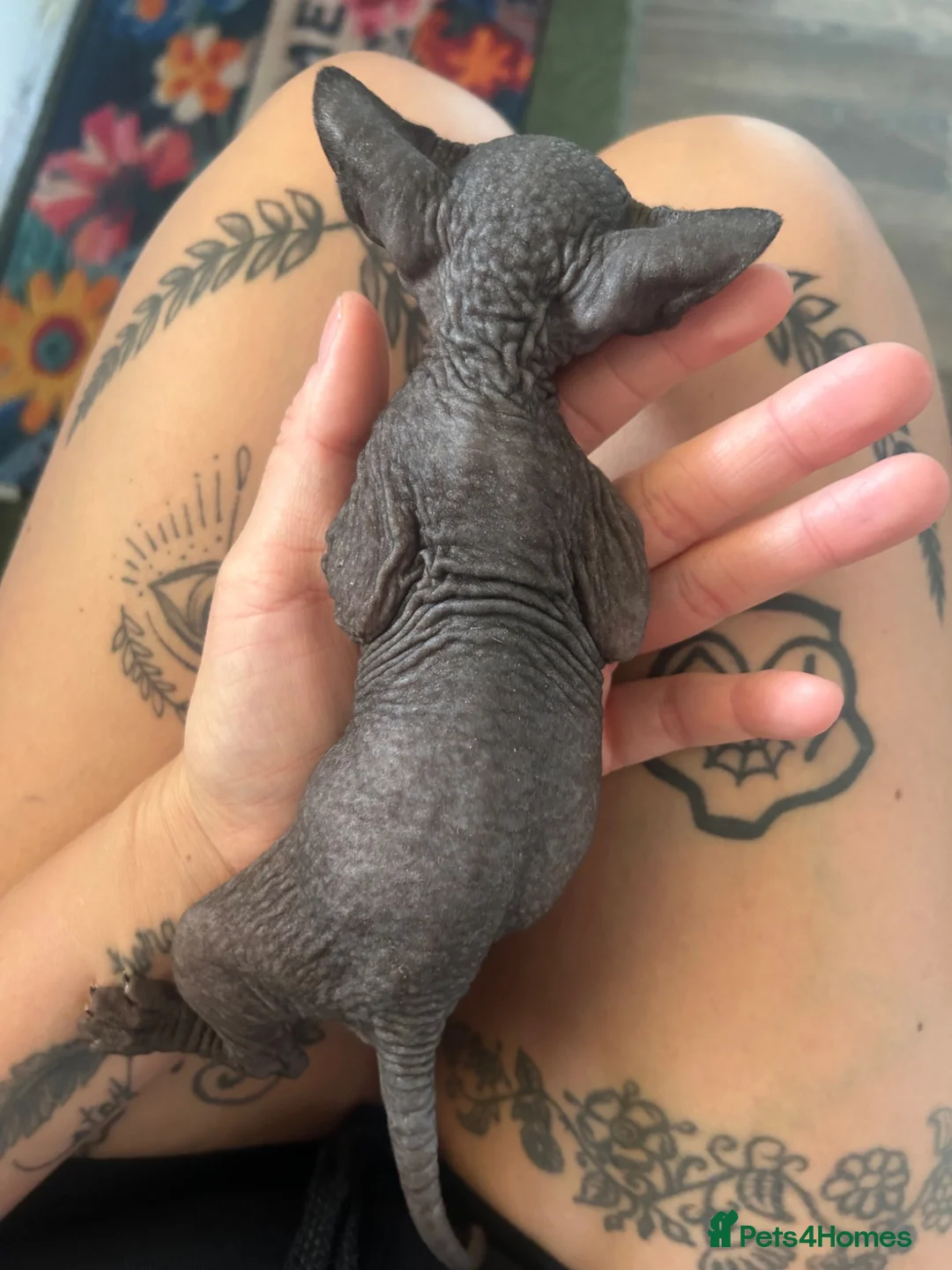 Sphynx cats for sale: Sphyx female kitten  - Advert 4