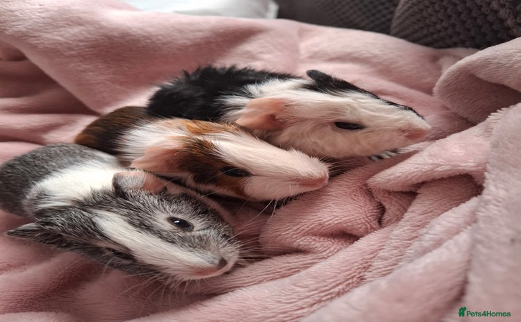 Guinea Pig rodents - Advert 5