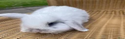 Mini Lop rabbits for sale: Gorgeous baby mini lops  - Advert 14