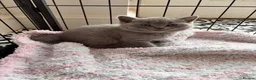 British Shorthair cats for sale: Blue British short hair male kitten  - Advert 3