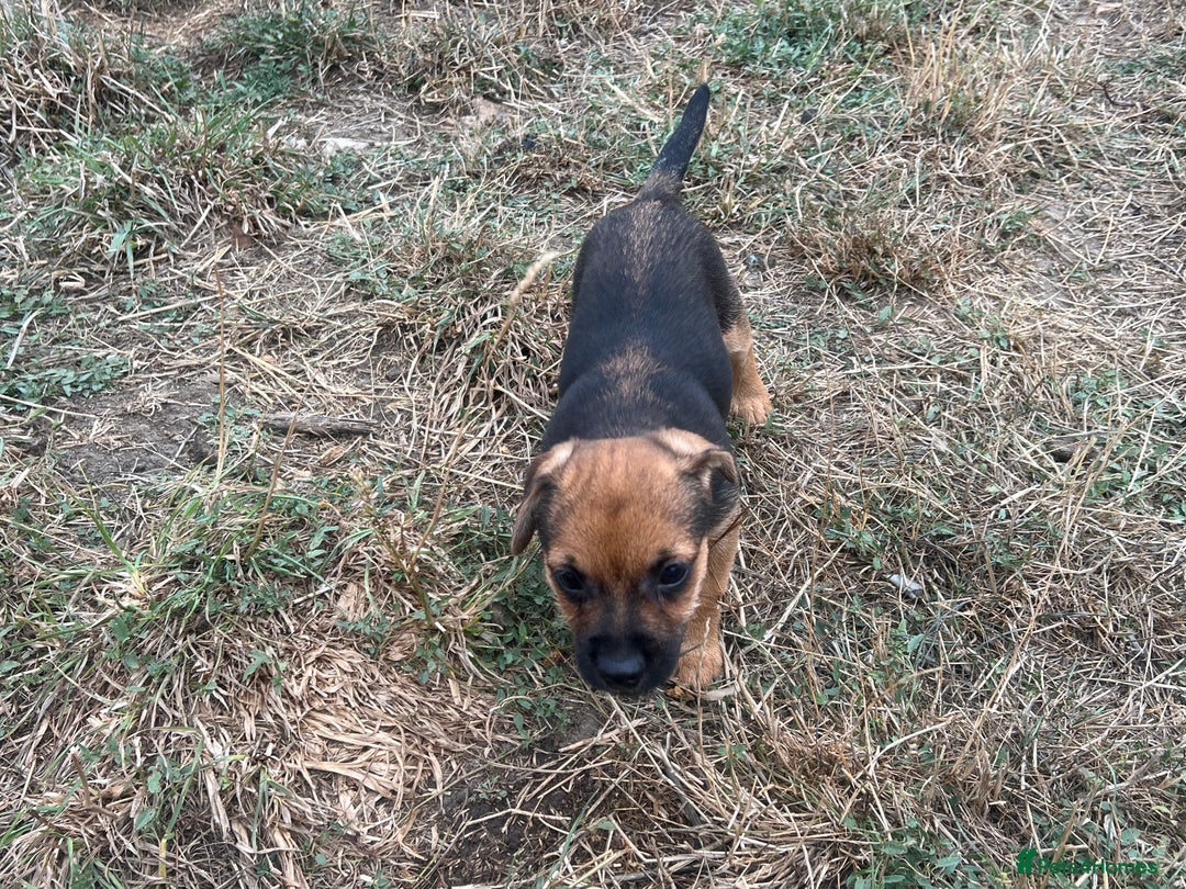 Mixed Breed dogs for sale: Border terrier x jack Russell puppies - Image 4