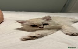 British Longhair cats for sale: GCCF Female BRITISH LONGHAIR - Image 4
