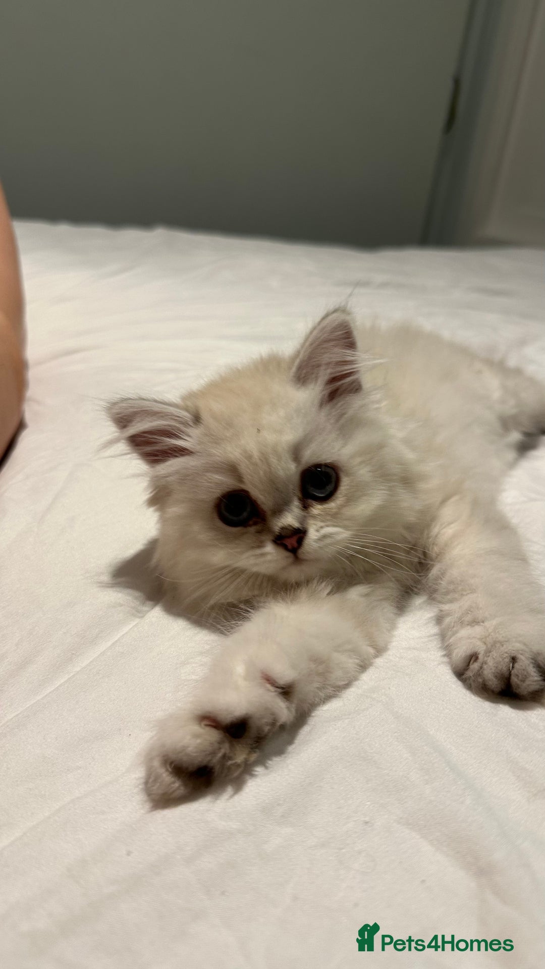 British Longhair cats for sale: GCCF Female BRITISH LONGHAIR - Image 4
