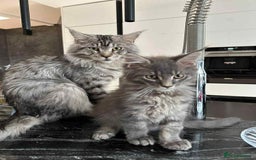 Maine Coon cats for sale: Stunning Mainecoon Kittens - Image 32
