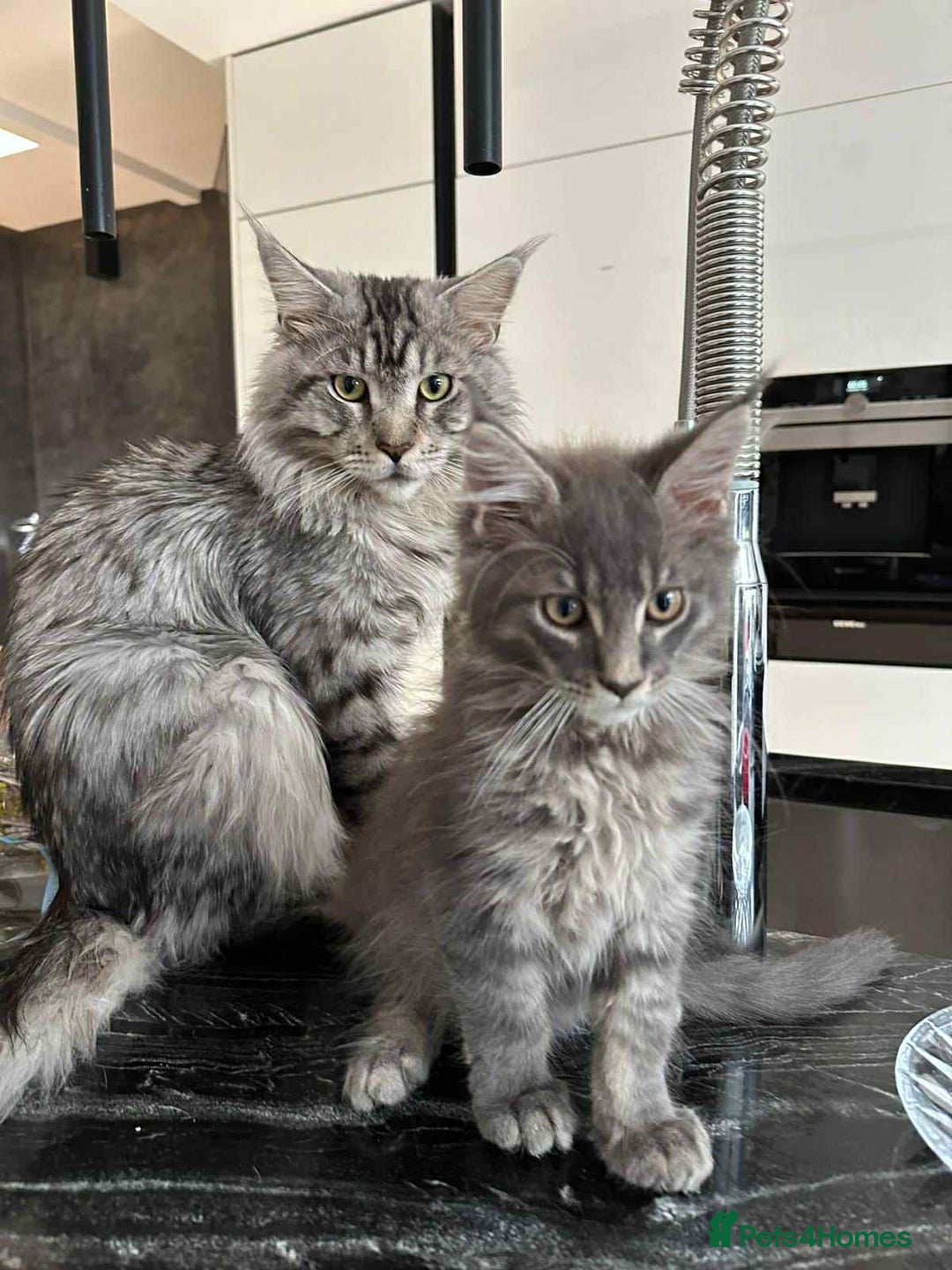 Maine Coon cats for sale: Stunning Mainecoon Kittens - Image 32