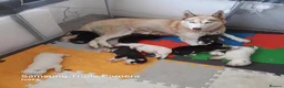 Siberian Husky dogs for sale: Siberian Husky  in Wednesbury - Advert 1