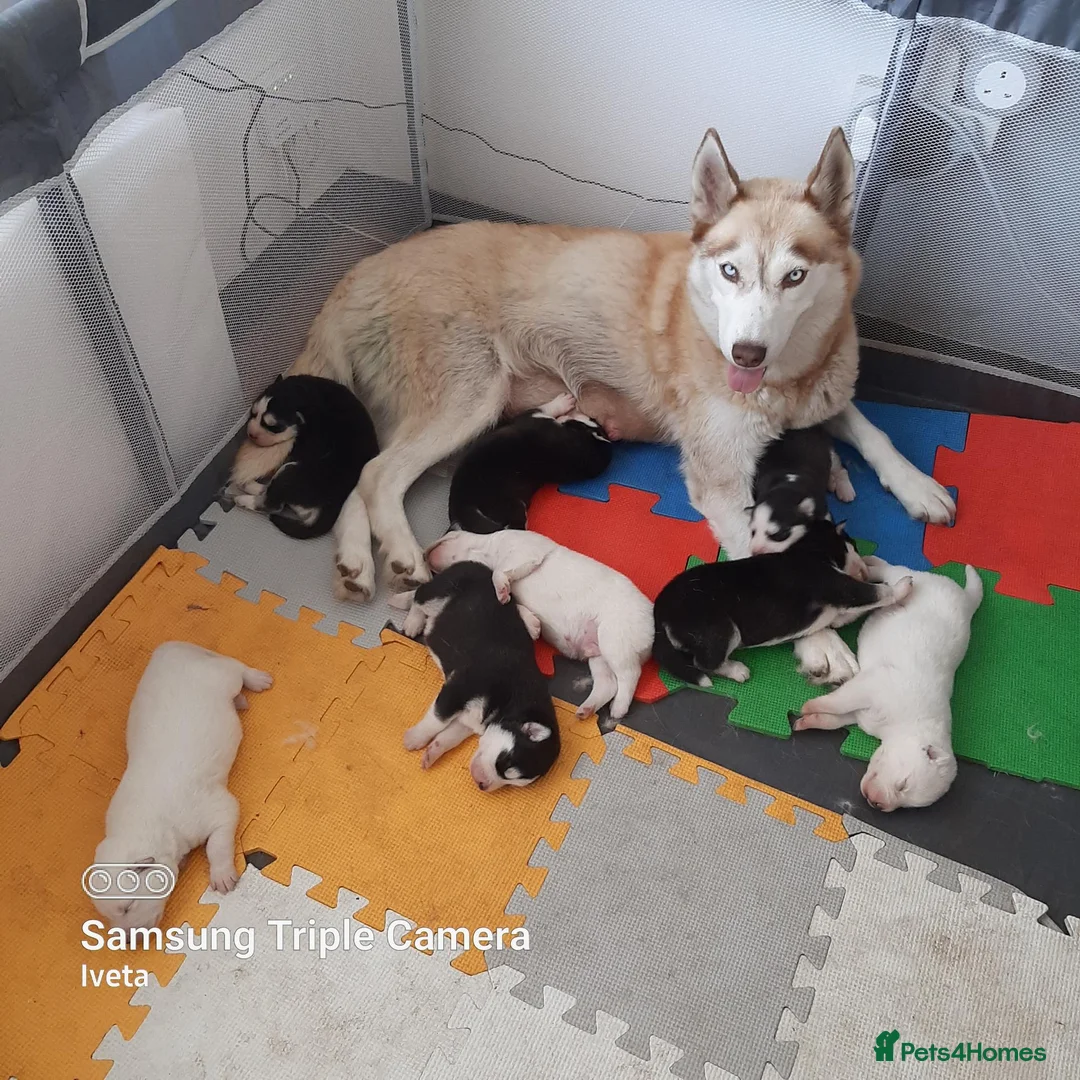 Siberian Husky dogs for sale: Siberian Husky  in Wednesbury - Advert 1