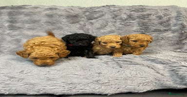 Cavapoo dogs F1B Cavapoo - Advert 2