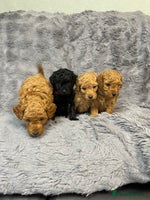 Cavapoo dogs F1B Cavapoo - Advert 2