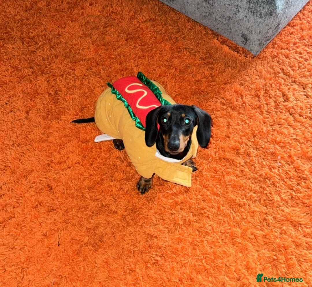 Miniature Dachshund dogs for sale: Miniature dachshund age 2 boy - Advert 3