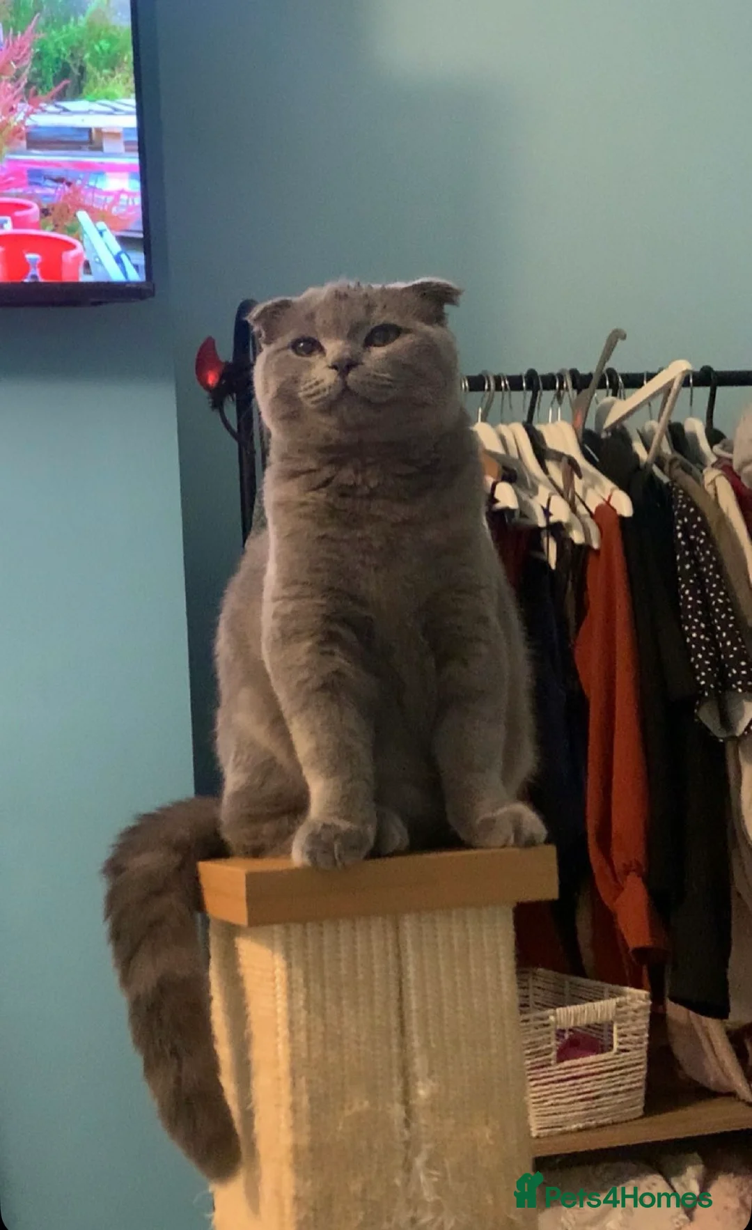 Scottish Fold cats for stud: Scottish Fold Stud  - Advert 11