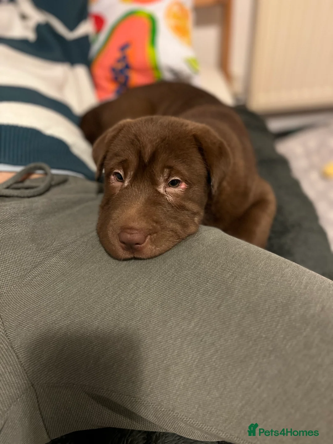 Shar Pei dogs for sale: Shar pei (9 weeks old) in Kidderminster - Advert 4