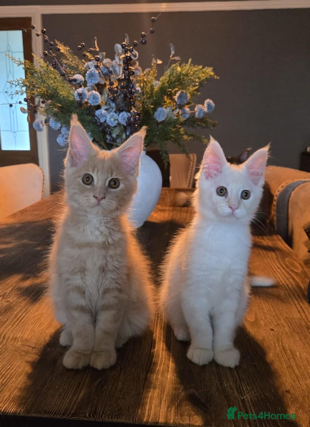 Maine Coon cats 3 Males available 1 Blue 1 Cream 1 Cream smoke  - Advert 1