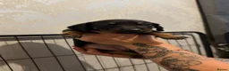 Dachshund dogs for sale:  DACHSHUND PUPPIES!! BEAUTIFUL AND HEALTHY - Advert 28