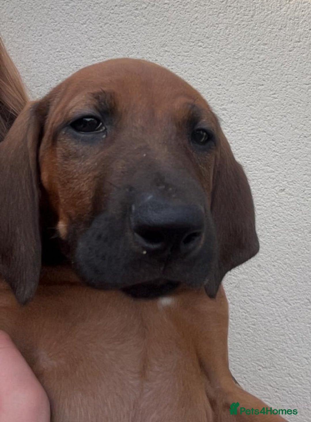 Rhodesian Ridgeback dogs for sale: VIEWINGS WELCOME NOW KC Registered Ridgeback Pups  - Image 20