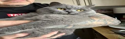 British Shorthair cats for sale: Boy kittens - Advert 23