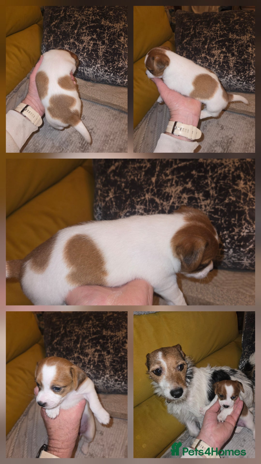 Jack Russell dogs for sale: Jack Russell puppies tri colour  - Advert 20