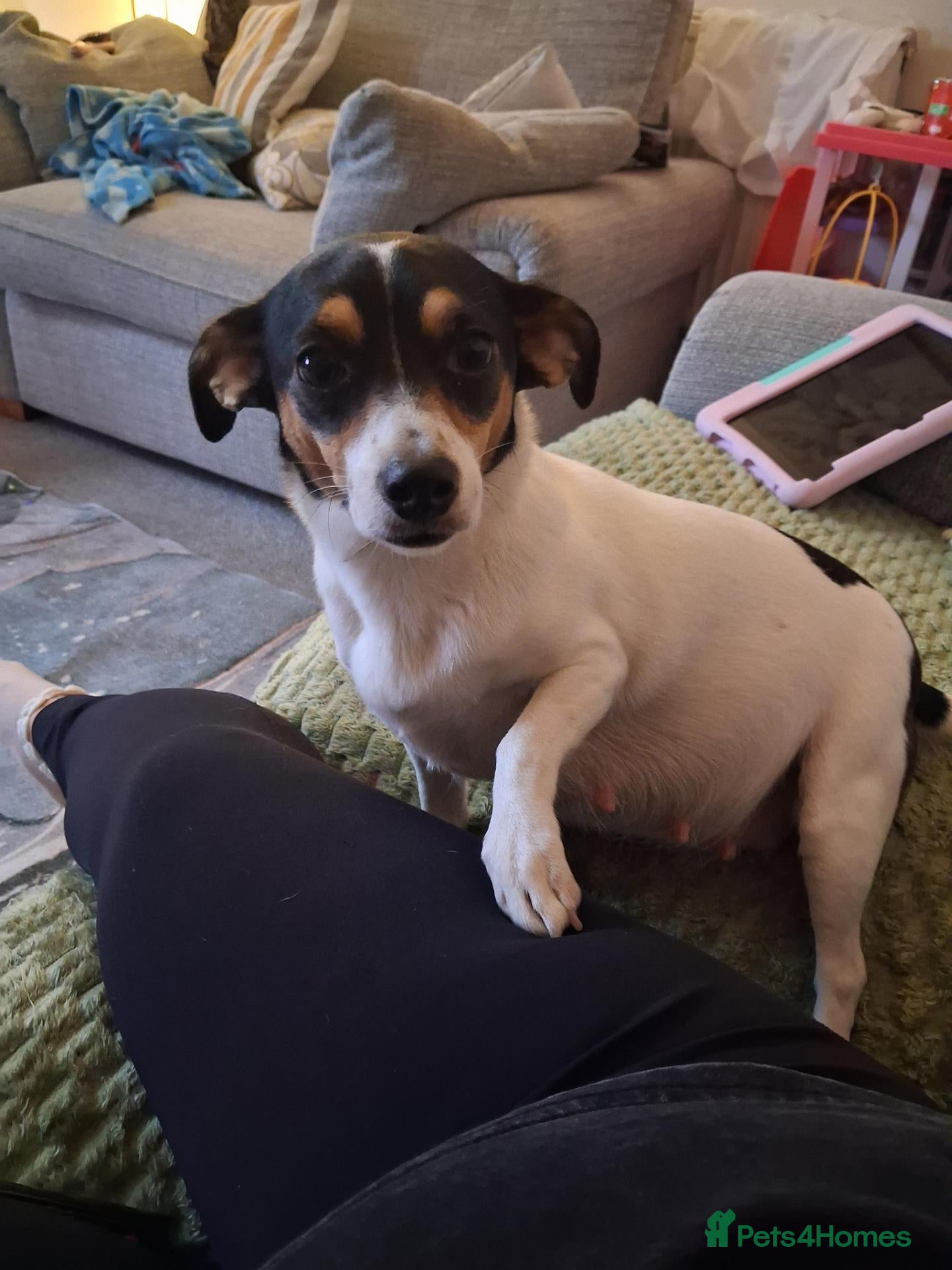Jack Russell dogs for sale: Jack russell pups - Advert 4