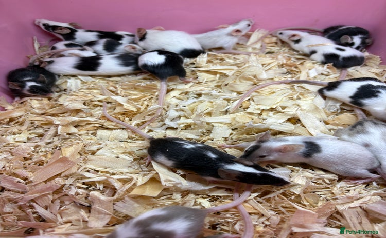 Mouse rodents - Advert 4