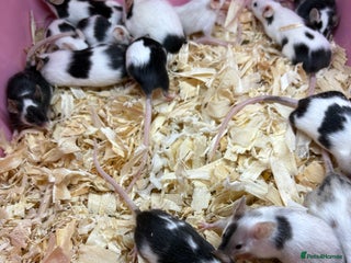 Mouse rodents - Advert 1