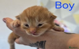 Mixed Breed cats for sale: Adorable Kittens Looking for Their Forever Homes - Image 5