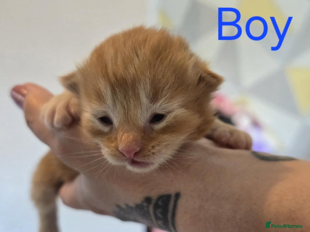Mixed Breed cats for sale: Adorable Kittens Looking for Their Forever Homes - Image 5