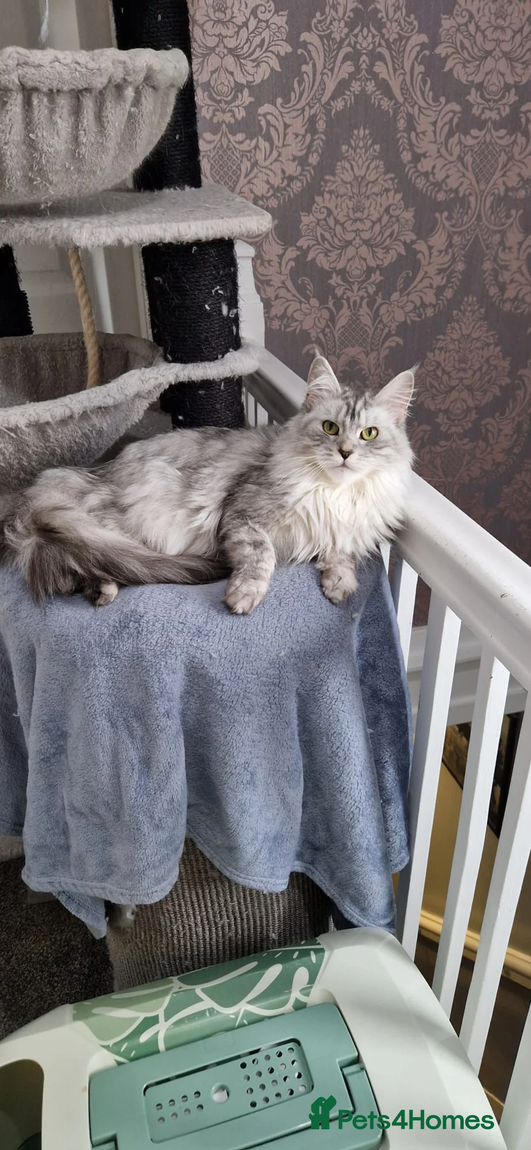 Maine Coon cats for sale: Beautiful 3 year old Female GCCF Registered  - Advert 4