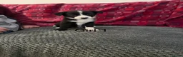 Border Collie dogs for sale: Border collie  - Advert 16