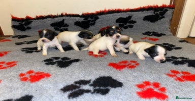 Jack Russell dogs Jack Russell puppies *SHORT LEGGED* - Advert 5