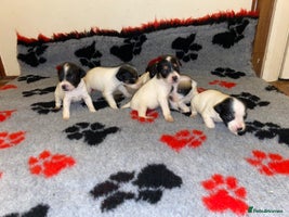 Jack Russell dogs Jack Russell puppies *SHORT LEGGED* - Advert 11