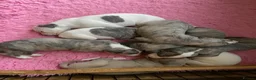 Whippet dogs for sale: Beautiful Pedigree Whippet Puppies.  in Boston - Advert 13