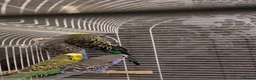Budgerigars birds for sale: Exhibition Budgies Breeder pair and Budgie pair  - Advert 7