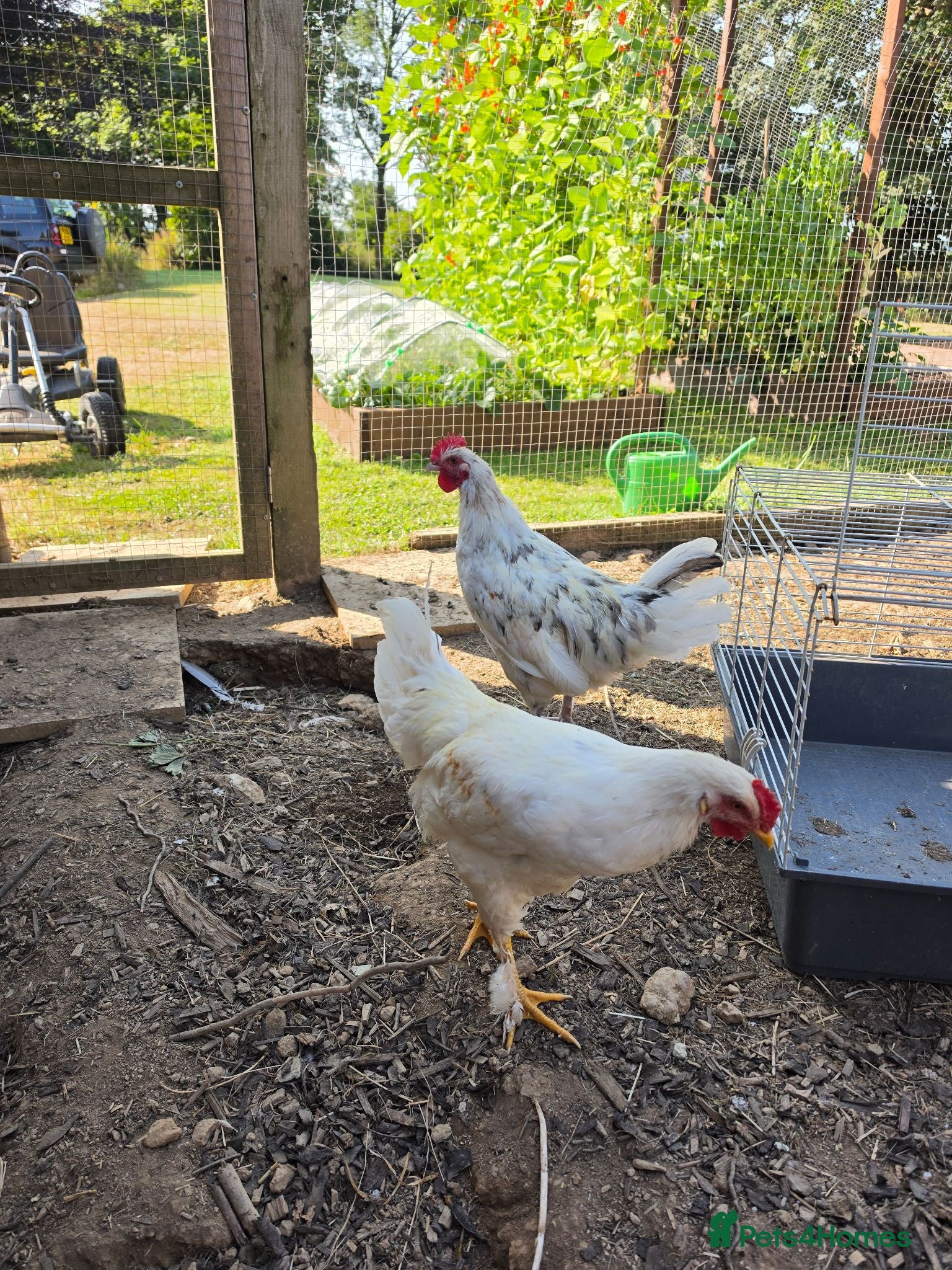 Chickens poultry Cockerels for Sale - Advert 1