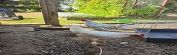 Chickens poultry for sale: Cockerels for Sale - Advert 1