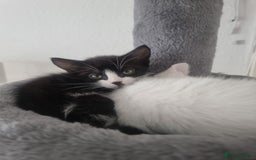 Turkish Angora cats for sale: Turkish Angora X Kittens Ready for New Homes  - Image 10