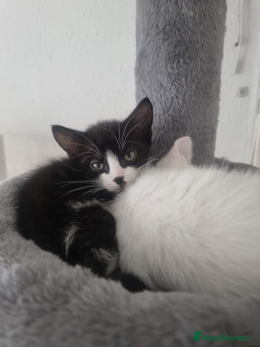 Turkish Angora cats for sale: Turkish Angora X Kittens Ready for New Homes  - Image 10