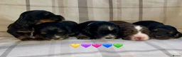 Cocker Spaniel dogs for sale:  KC Reg Beautiful Show Type Cocker Spaniel Litter - Advert 8