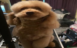 Miniature Poodle dogs for stud: Stud miniature poodle  - Image 4
