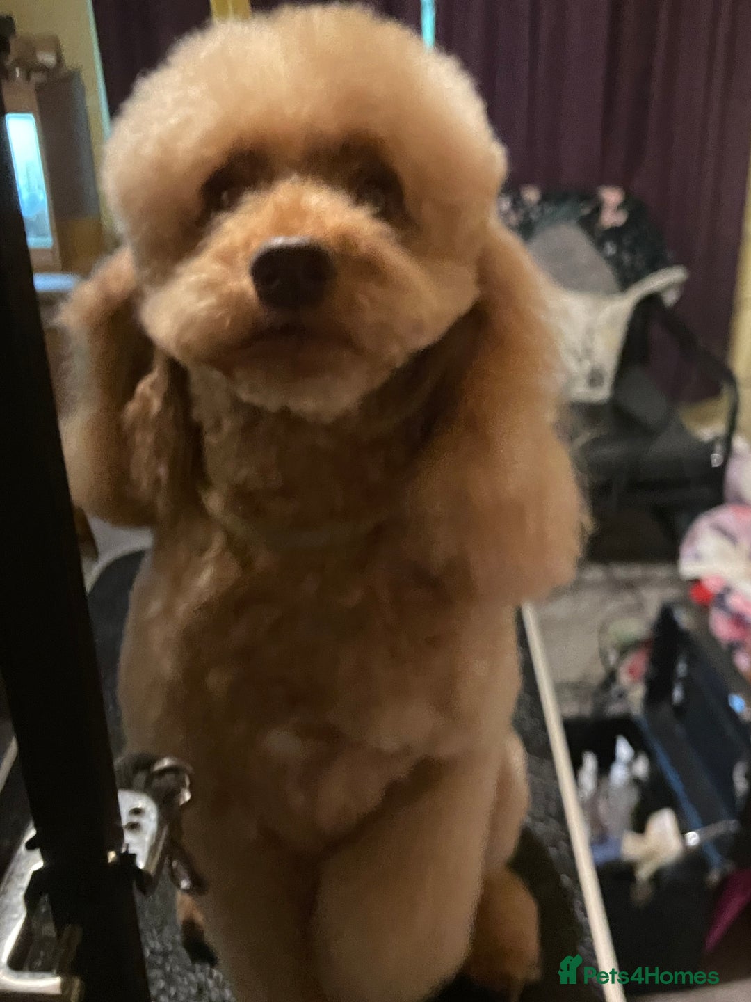 Miniature Poodle dogs for stud: Stud miniature poodle  - Image 4