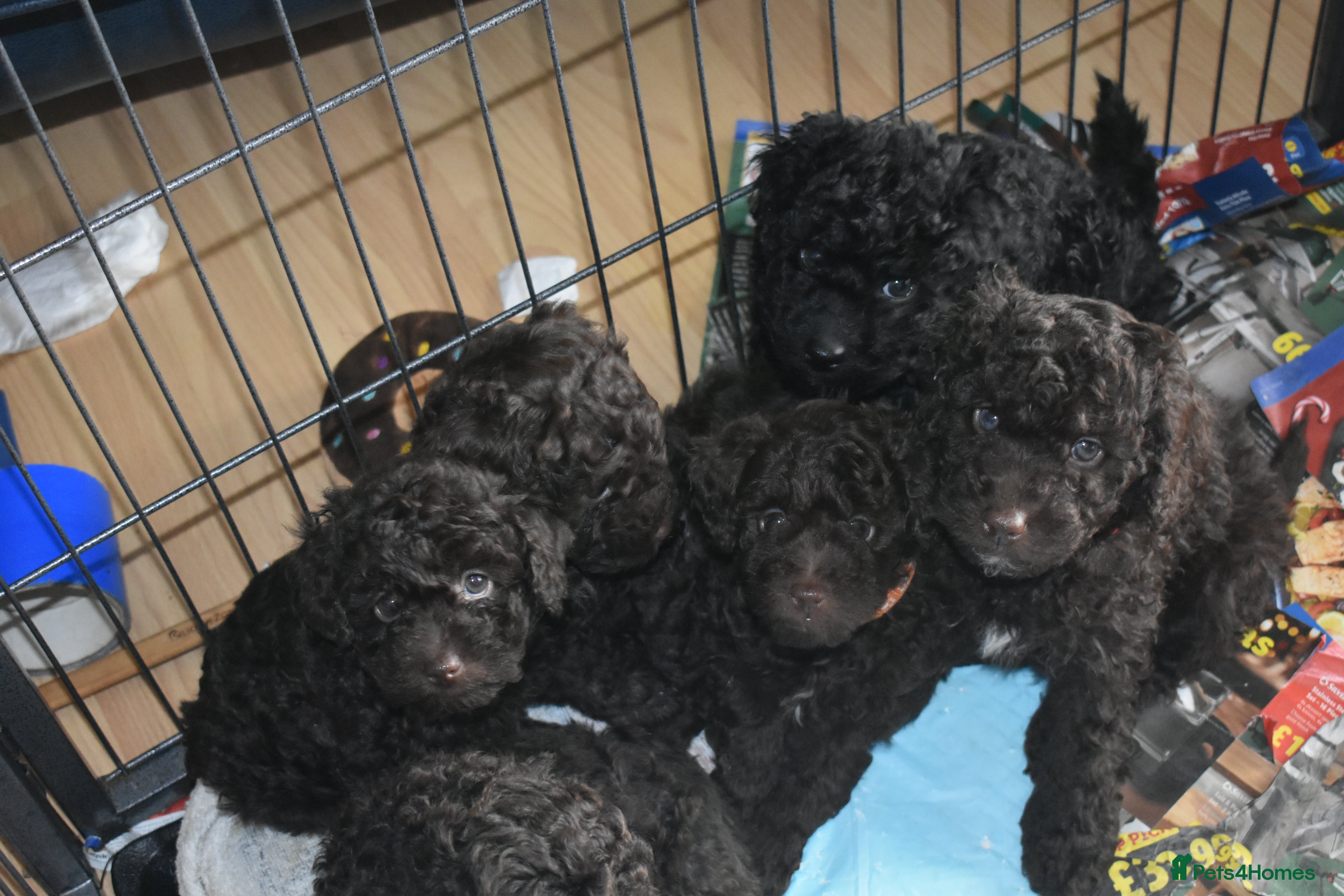 Miniature Poodle dogs Gorgeous Miniature Poodle puppies  - Advert 2