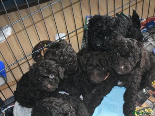 Miniature Poodle dogs Gorgeous Miniature Poodle puppies - Advert 1