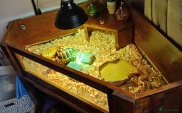 Hermann Tortoise reptiles for sale: Sir Gerald Shelldome and full set up - Image 4