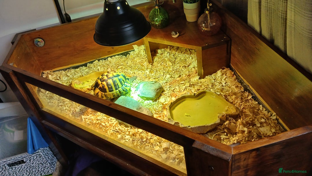 Hermann Tortoise reptiles for sale: Sir Gerald Shelldome and full set up - Image 4