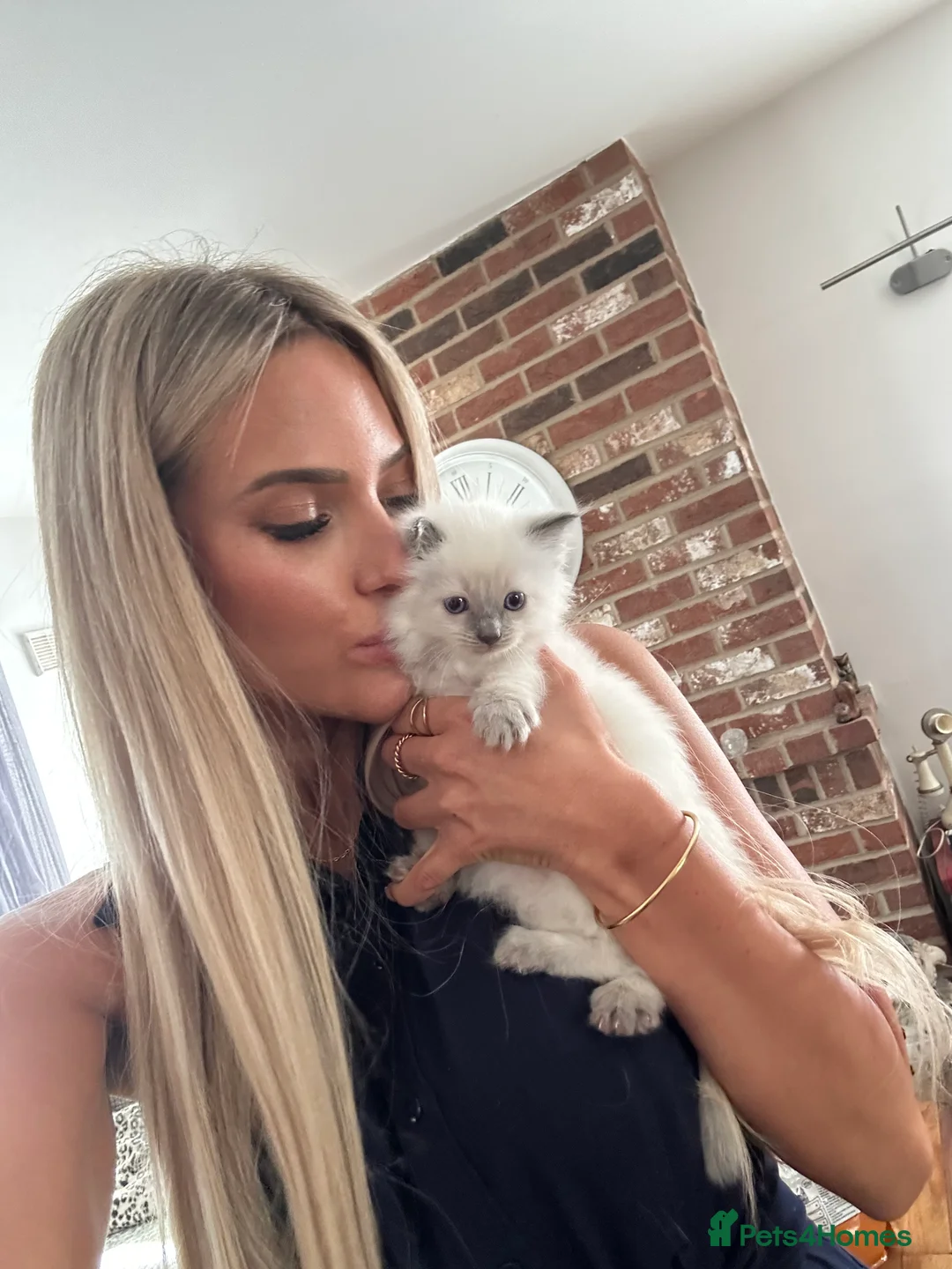 Ragdoll cats for sale: Beautiful Cuddly Purebred Kittens in Great Yarmouth - Advert 23