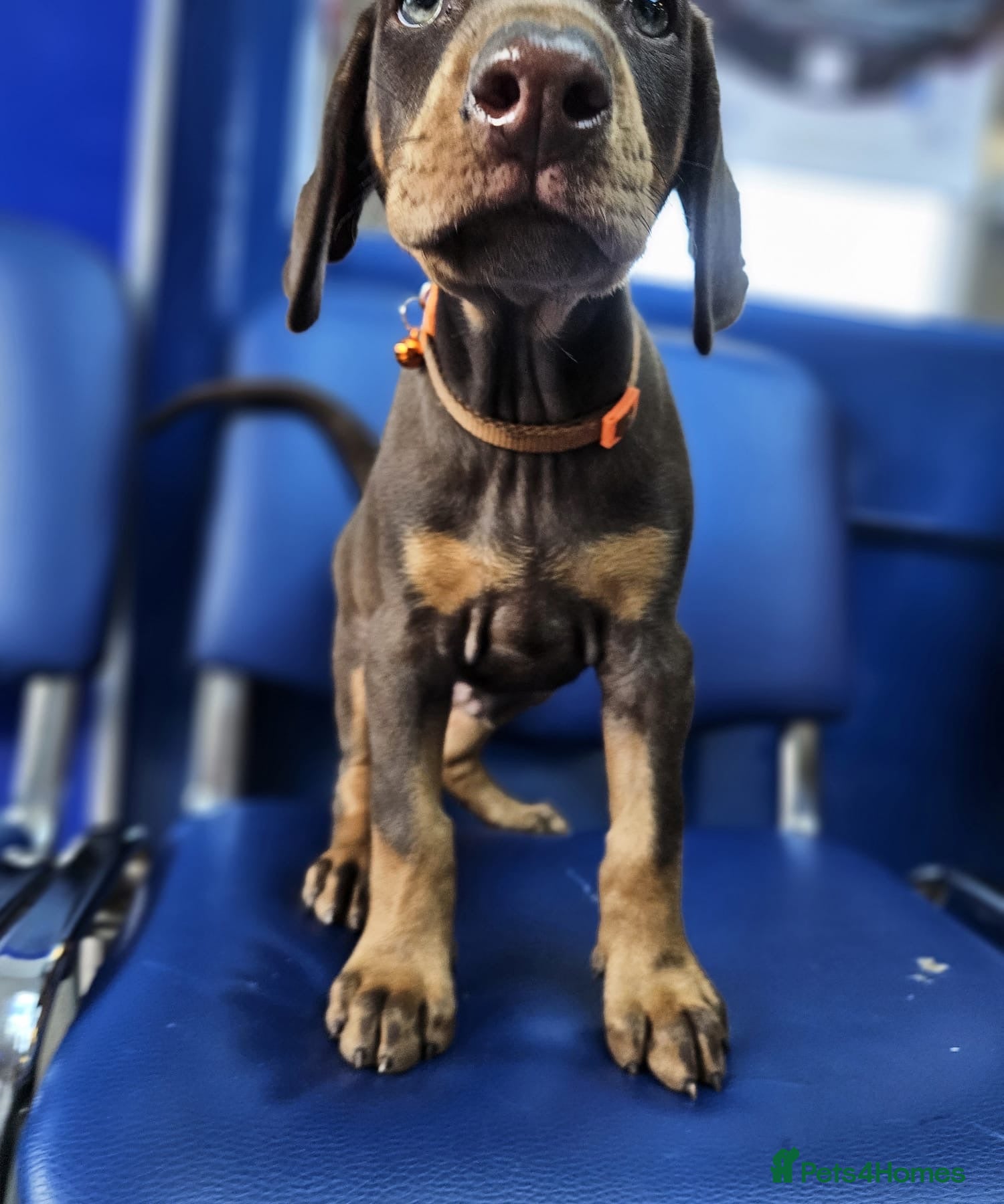 Dobermann dogs 💝🐾 Ready Now Chunky KC Registered pups 🐾 💝 - Advert 1