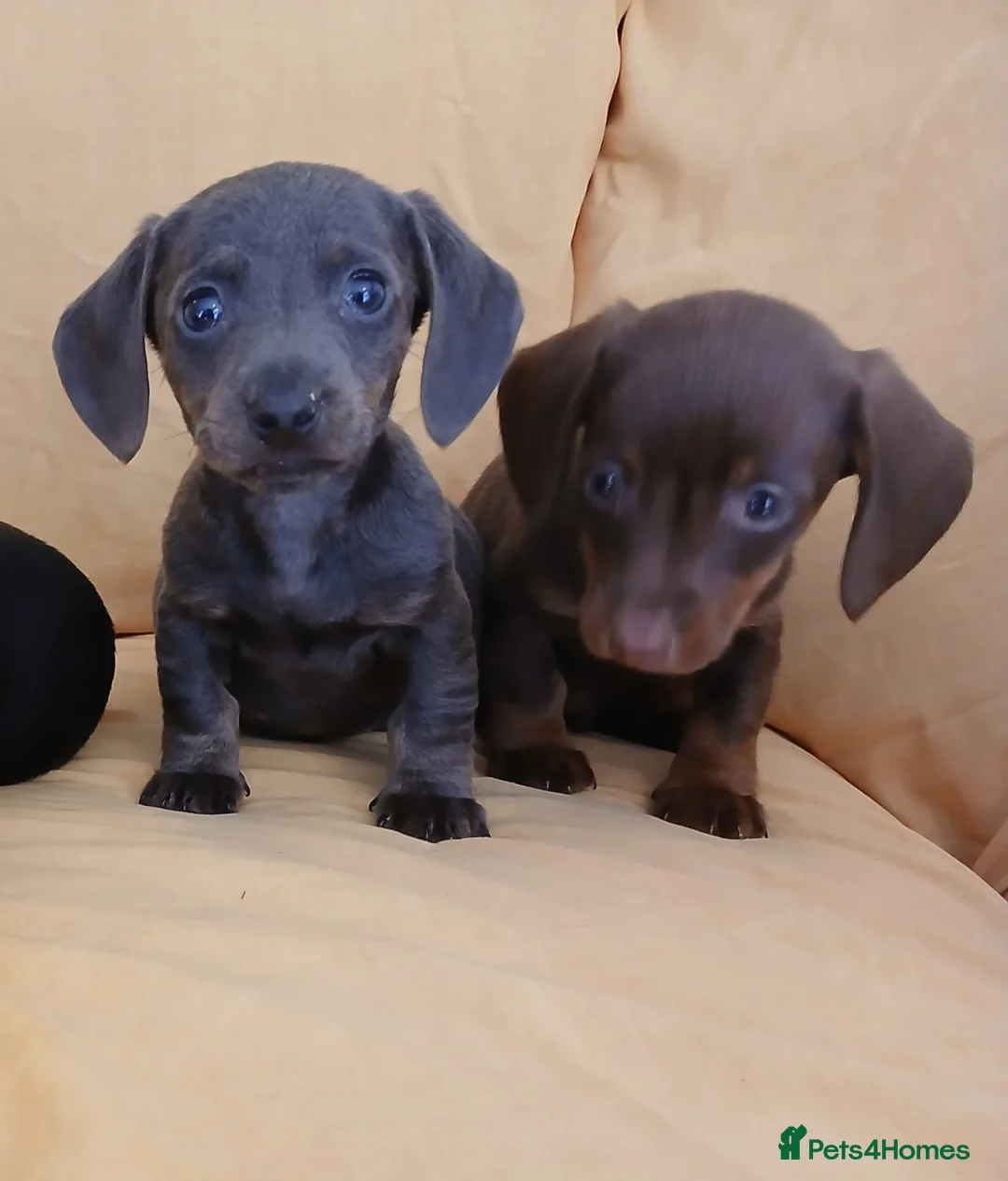 Miniature Dachshund dogs for sale: Miniature dachshund puppies ready now - Advert 3