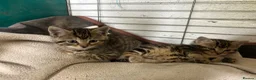 Mixed Breed cats for sale: Kittens for sale in Wotton-under-Edge - Advert 7