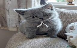 British Shorthair cats for sale: 💙💜GCCF REGISTERED KITTENS💜💙 - Image 2