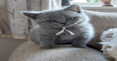 British Shorthair cats - Advert 16