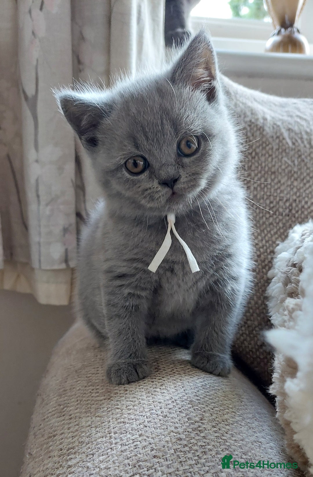 British Shorthair cats for sale: 💙💜GCCF REGISTERED KITTENS💜💙 - Image 2